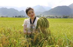 Gạo nếp nương Tú Lệ - Dẻo thơm gạo nếp vùng cao 13