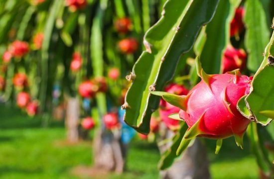 Thanh long Châu Thành – Đặc sản trứ danh của Tây Ninh 21