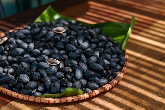 Trám đen – sản vật quý của Hà Châu