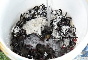 Nghề muối ba khía 3