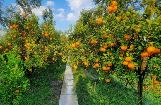 Vườn quýt hồng Lai Vung: Khám phá hương vị ngọt ngào ngay tại chỗ 43