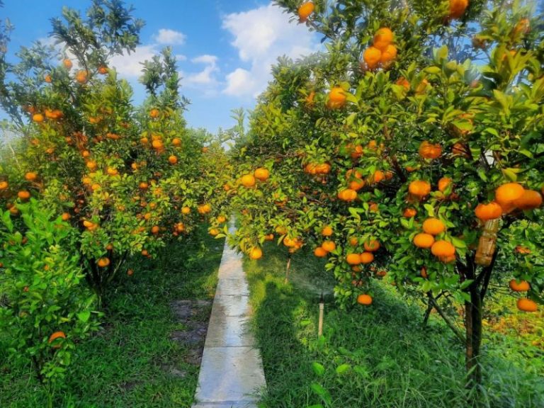 Vườn quýt hồng Lai Vung: Khám phá hương vị ngọt ngào ngay tại chỗ