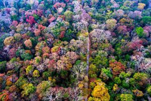 Vườn Quốc gia Cát Tiên 43