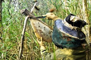 Nghề Gác Kèo Ong ở Cà Mau 19