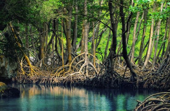 Rừng Đước Năm Căn: Kỳ Quan Sinh Thái Ngập Mặn Ở Cà Mau 15