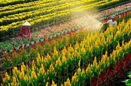 Khám phá làng hoa Sa Đéc: Thủ phủ hoa lớn nhất miền Tây 19