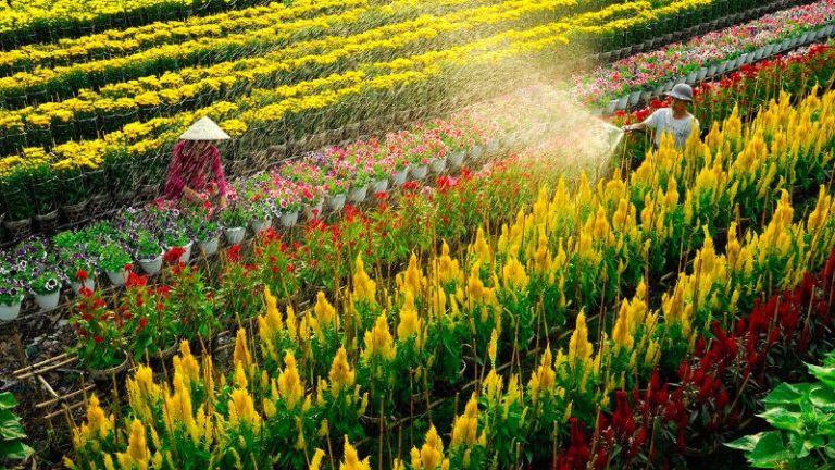 Khám phá làng hoa Sa Đéc: Thủ phủ hoa lớn nhất miền Tây