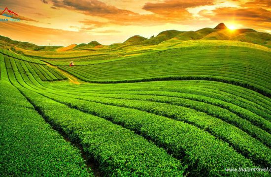 Đồi Chè Trái Tim Mộc Châu 8