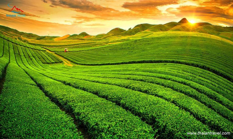 Đồi Chè Trái Tim Mộc Châu