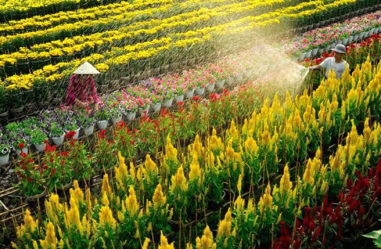 Lịch trình du lịch 4 ngày 3 đêm tại Đồng Tháp 5