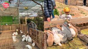 Top 10 Farmstay đáng thử tại Hà Nội 11