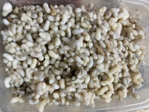 Đặc sản Trứng Kiến 5