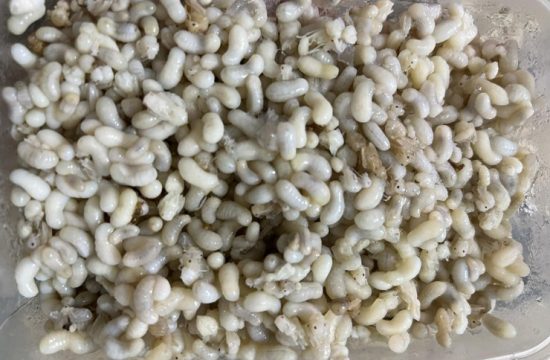 Đặc sản Trứng Kiến 9