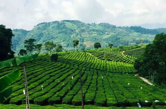 Đồi chè Tân Uyên 17