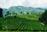 Đồi chè Tân Uyên 17