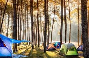 PineForest Camping 9