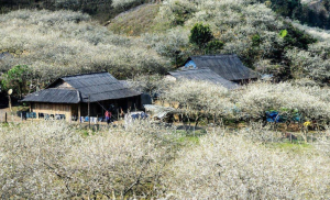 Thung Lũng Mận Nà Ka 1