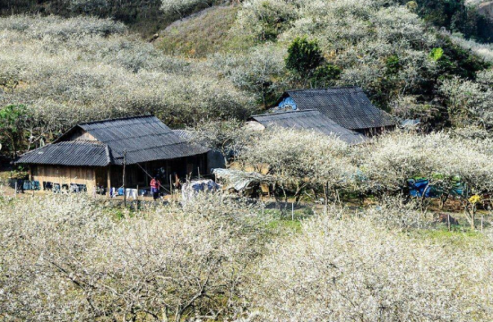 Thung Lũng Mận Nà Ka 19