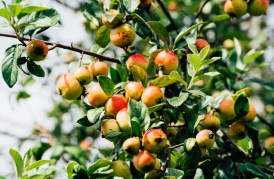 Táo mèo - Đặc sản vùng Tây Bắc 11