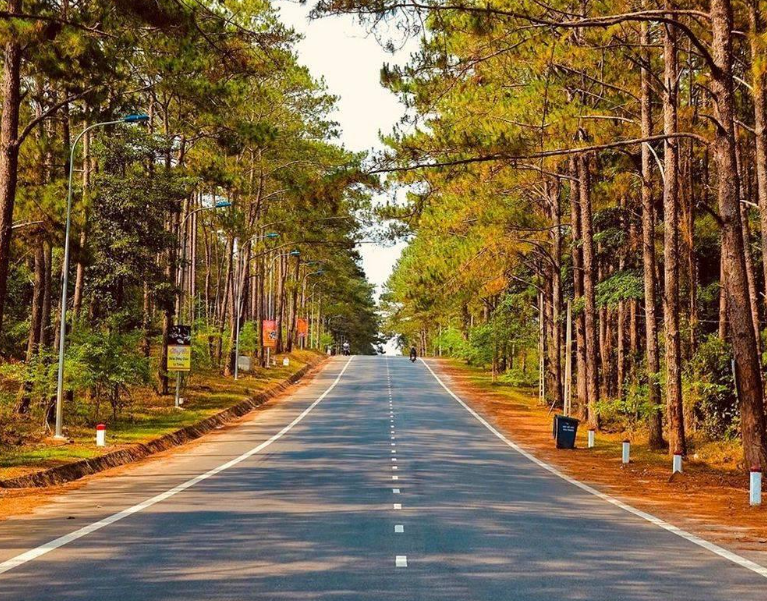 Rừng thông Măng Đen, hình ảnh Đà Lạt thu nhỏ trong lòng Kon Tum