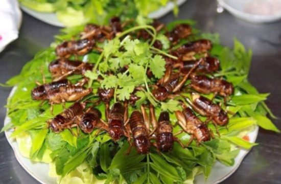 Dế chiên Kon Tum, món ăn đặc sản nổi tiếng ở vùng đất Tây Nguyên 7