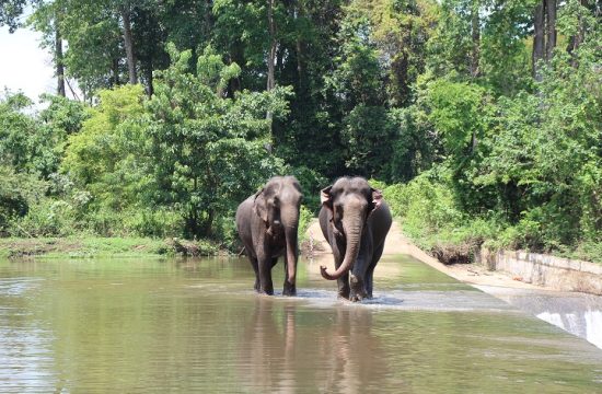 Vườn quốc gia Yok Đôn - "Lá phổi xanh" của đại ngàn Tây Nguyên 17