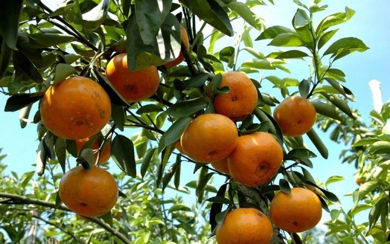 Quýt Bắc Sơn, món quà quý xứ Lạng