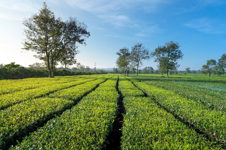 Tour Gia Lai 3N2Đ: Văn Hóa Tây Nguyên – Núi Lửa Chư Đăng Ya – Biển Hồ – Trải Nghiệm Làng Bahnar