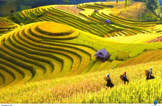 Cánh đồng Mường Thanh – Vùng thung lũng lúa lớn nhất Tây Bắc 20