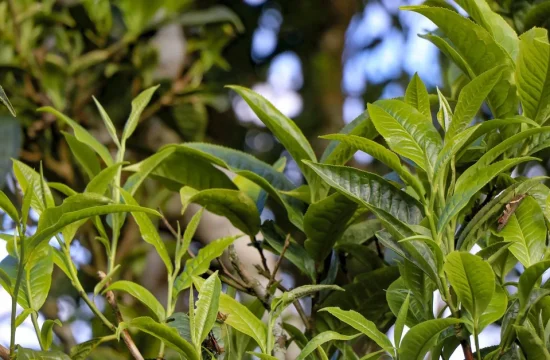 Chè Tuyết Tủa Chùa – “Ngọc lục bảo” nơi đại ngàn Tây Bắc 3