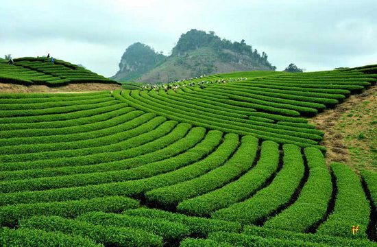 Nhà nghỉ Hoa Sim - Thái Nguyên 20