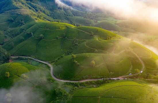 Đồi chè Long Cốc - Tuyệt tác thiên nhiên giữa vùng đất Tổ 27