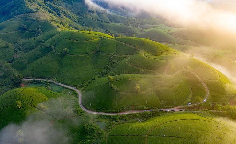 Đồi chè Long Cốc – Tuyệt tác thiên nhiên giữa vùng đất Tổ