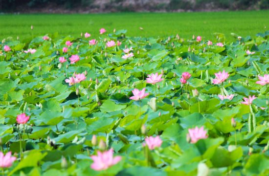 Tour trọn gói Đồng Tháp 3N2Đ – Hành trình mới lạ 17