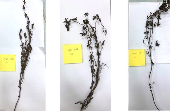 Thạch đen - món ngon nổi tiếng của tỉnh Lạng Sơn 7