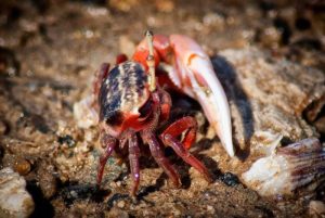 Mắm còng Cần Giuộc - Món ăn đặc sản nức tiếng Tây Ninh 31