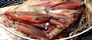 Mực nhảy Cửa Lò – Tinh hoa ẩm thực biển xứ Nghệ