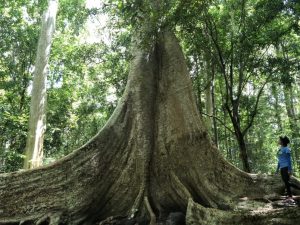 Vườn quốc gia Cát Tiên – “Lá phổi xanh” kỳ vĩ giữa Đông Nam Bộ 55