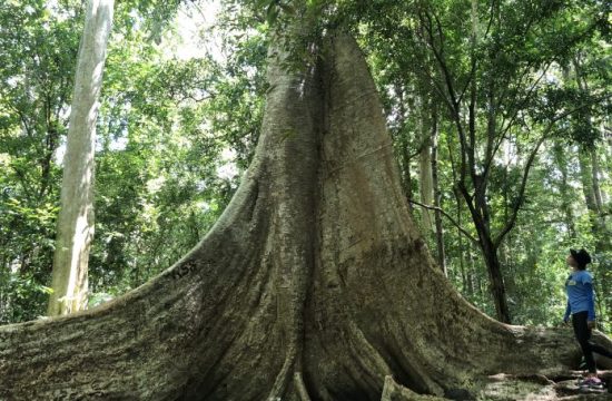 Vườn quốc gia Cát Tiên – “Lá phổi xanh” kỳ vĩ giữa Đông Nam Bộ 17