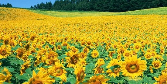 Khám phá cánh đồng hoa hướng dương Nghệ An – Thiên đường check-in rực rỡ sắc vàng 5
