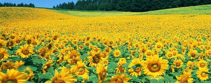 Khám phá cánh đồng hoa hướng dương Nghệ An – Thiên đường check-in rực rỡ sắc vàng