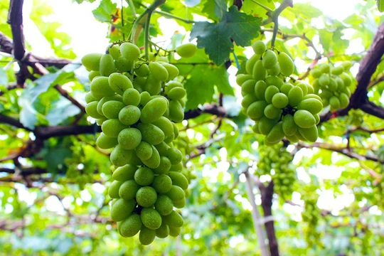 Tour riêng: Trải nghiệm văn hóa Chăm – Du lịch cộng đồng Grape Valley – Cam Ranh 4 ngày 3 đêm
