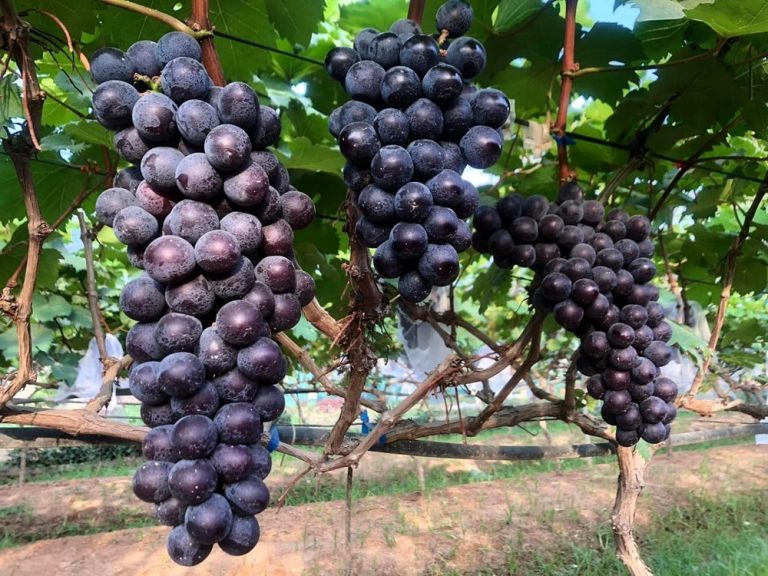 Nho Khánh Hoà – ăn một lần là nhớ mãi