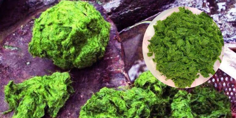 Rêu đá nướng Mường Lay – Món quà từ lòng suối, đậm đà hồn núi