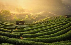 Free&Easy Tour khám phá Thái Nguyên - mẫu 1 5