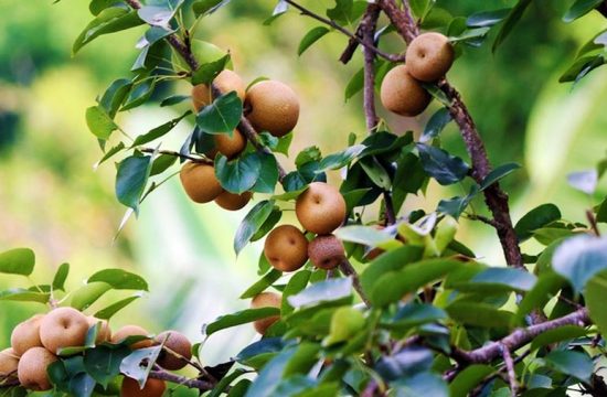 Say lòng với đặc sản táo mèo, mắc cọp nơi núi rừng Tây Bắc 31