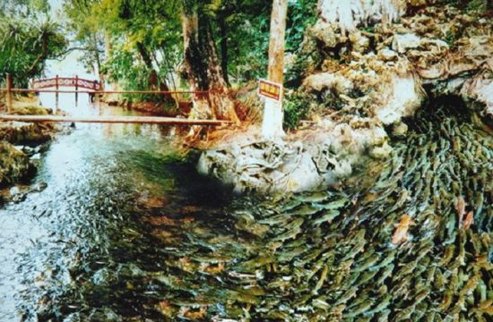 Suối cá thần  37