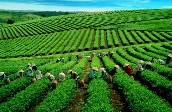 Combo Tour “Hà Nội – Cao Bằng – Thái Nguyên” 3 ngày 2 đêm 11