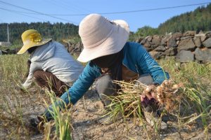 Phan Rang Khánh Hoà – một trong hai vùng đất trồng tỏi nổi tiếng nhất Việt Nam