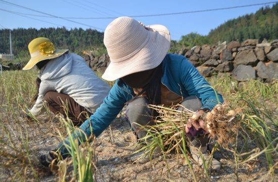 Phan Rang Khánh Hoà – một trong hai vùng đất trồng tỏi nổi tiếng nhất Việt Nam 14